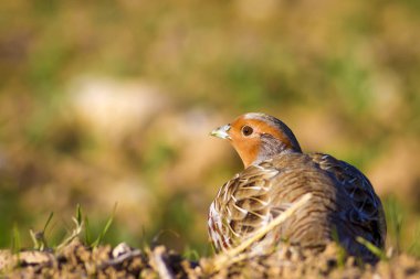Vahşi kuş kekliği. Doğa geçmişi. Kuş: Gri Partridge Perdix perdix