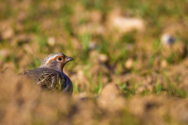 Vahşi kuş kekliği. Doğa geçmişi. Kuş: Gri Partridge Perdix perdix