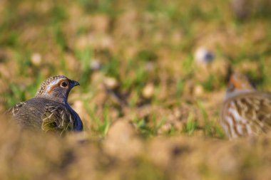 Vahşi kuş kekliği. Doğa geçmişi. Kuş: Gri Partridge Perdix perdix