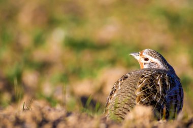 Vahşi kuş kekliği. Doğa geçmişi. Kuş: Gri Partridge Perdix perdix