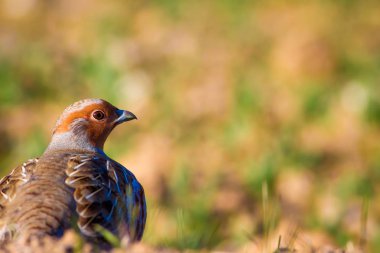 Vahşi kuş kekliği. Doğa geçmişi. Kuş: Gri Partridge Perdix perdix