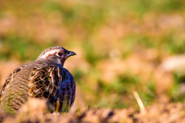 Vahşi kuş kekliği. Doğa geçmişi. Kuş: Gri Partridge Perdix perdix