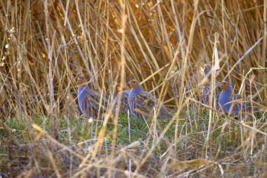 Vahşi kuş kekliği. Doğa geçmişi. Kuş: Gri Partridge Perdix perdix