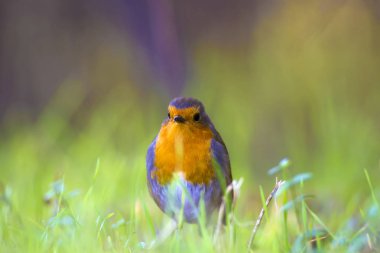 Sıradan küçük sevimli kuş Robin. Doğa arka planı.