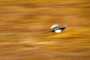 Uçan kuş. Soyut Hareket Bulanıklığı Arka Planı.