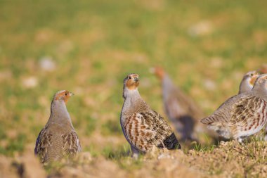 Vahşi kuş kekliği. Doğa geçmişi. Kuş: Gri Partridge Perdix perdix