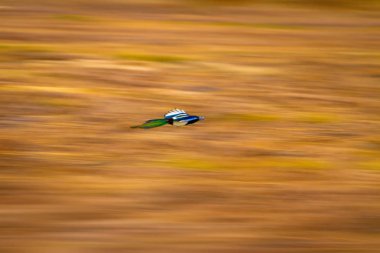 Uçan kuş. Soyut Hareket Bulanıklığı Arka Planı.