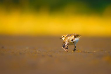 Şirin küçük su kuşu. Doğa geçmişi. Yaygın su kuşu: Kentish Plover. Charadrius Alexandrinus.