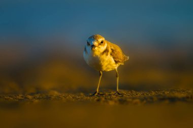 Şirin küçük su kuşu. Doğa geçmişi. Yaygın su kuşu: Kentish Plover. Charadrius Alexandrinus.