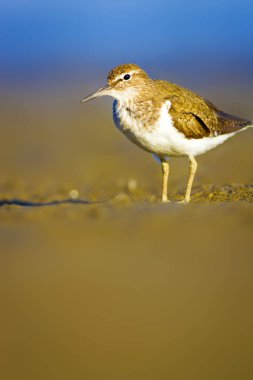 Su kuşu Sandpiper. Sarı mavi doğa arka plan. Kuş: Ortak Sandpiper. Aktit hipoleukozları.