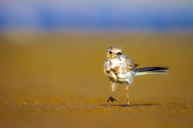 Beyaz Wagtail. Mavi deniz ve sarı kum doğa arka plan. Kuş: Beyaz Wagtail Motacilla alba.