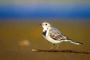 Beyaz Wagtail. Mavi deniz ve sarı kum doğa arka plan. Kuş: Beyaz Wagtail Motacilla alba.