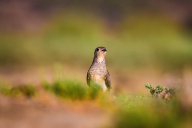 Sevimli kuş Pratincole. Yeşil sarı doğa arka plan. Kuş: Yakalı Pratincole. Glareola pratincola.