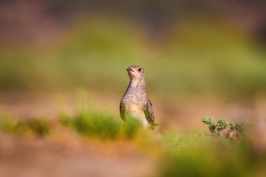 Sevimli kuş Pratincole. Yeşil sarı doğa arka plan. Kuş: Yakalı Pratincole. Glareola pratincola.