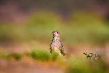 Sevimli kuş Pratincole. Yeşil sarı doğa arka plan. Kuş: Yakalı Pratincole. Glareola pratincola.