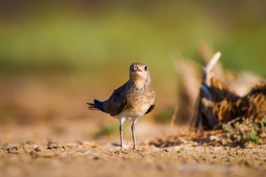 Sevimli kuş Pratincole. Yeşil sarı doğa arka plan. Kuş: Yakalı Pratincole. Glareola pratincola.