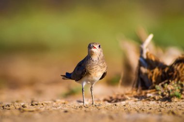 Sevimli kuş Pratincole. Yeşil sarı doğa arka plan. Kuş: Yakalı Pratincole. Glareola pratincola.