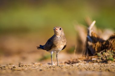 Sevimli kuş Pratincole. Yeşil sarı doğa arka plan. Kuş: Yakalı Pratincole. Glareola pratincola.
