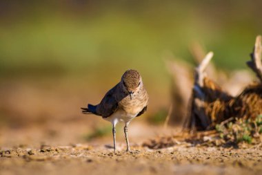 Sevimli kuş Pratincole. Yeşil sarı doğa arka plan. Kuş: Yakalı Pratincole. Glareola pratincola.