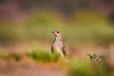 Sevimli kuş Pratincole. Yeşil sarı doğa arka plan. Kuş: Yakalı Pratincole. Glareola pratincola.