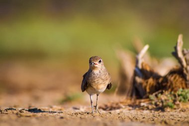 Sevimli kuş Pratincole. Yeşil sarı doğa arka plan. Kuş: Yakalı Pratincole. Glareola pratincola.