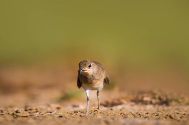 Sevimli kuş Pratincole. Yeşil sarı doğa arka plan. Kuş: Yakalı Pratincole. Glareola pratincola.