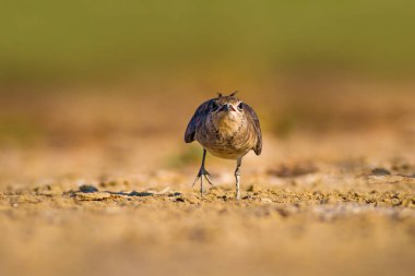 Sevimli kuş Pratincole. Yeşil sarı doğa arka plan. Kuş: Yakalı Pratincole. Glareola pratincola.