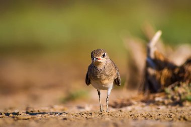 Sevimli kuş Pratincole. Yeşil sarı doğa arka plan. Kuş: Yakalı Pratincole. Glareola pratincola.