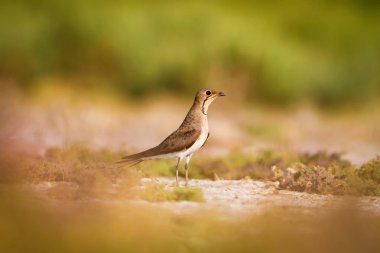 Sevimli kuş Pratincole. Yeşil sarı doğa arka plan. Kuş: Yakalı Pratincole. Glareola pratincola.