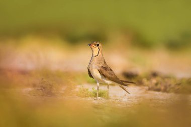 Sevimli kuş Pratincole. Yeşil sarı doğa arka plan. Kuş: Yakalı Pratincole. Glareola pratincola.