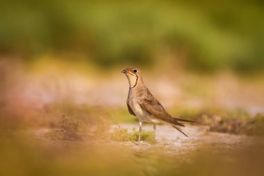 Sevimli kuş Pratincole. Yeşil sarı doğa arka plan. Kuş: Yakalı Pratincole. Glareola pratincola.
