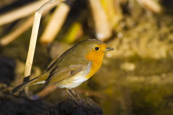 Petit Oiseau Mignon Robin Contexte Naturel — Photo