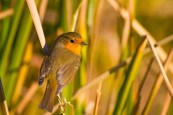 Gemeenschappelijke Kleine Schattige Vogel Robin Natuur Achtergrond — Stockfoto