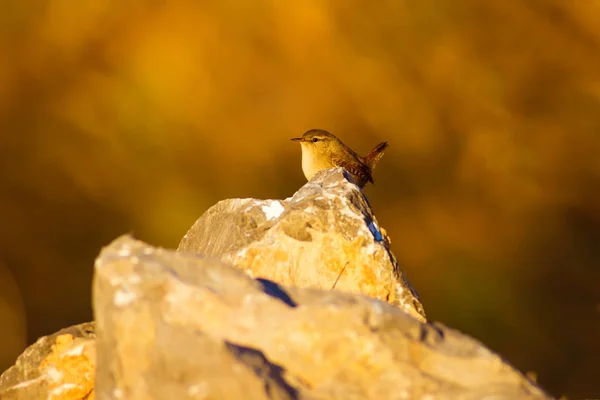 Doğa Kuşlar Renkli Doğal Arka Plan — Stok fotoğraf
