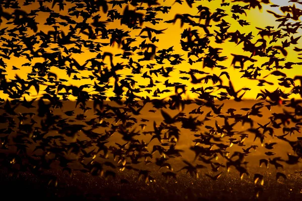 Flying birds. Birds silhouettes. Warm color nature background. Bird species; Common Starling. Sturnus vulgaris.
