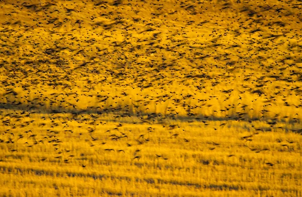 Fliegende Vögel Vogelsilhouetten Warme Farbe Natur Hintergrund Vogelarten Stare Sturnus — Stockfoto