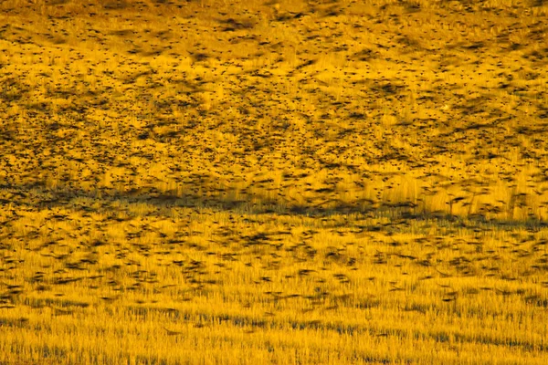 Fliegende Vögel Vogelsilhouetten Warme Farbe Natur Hintergrund Vogelarten Stare Sturnus — Stockfoto