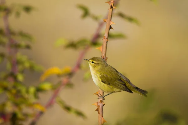 Natur Und Vögel Bunte Natürliche Hintergrund — Stockfoto