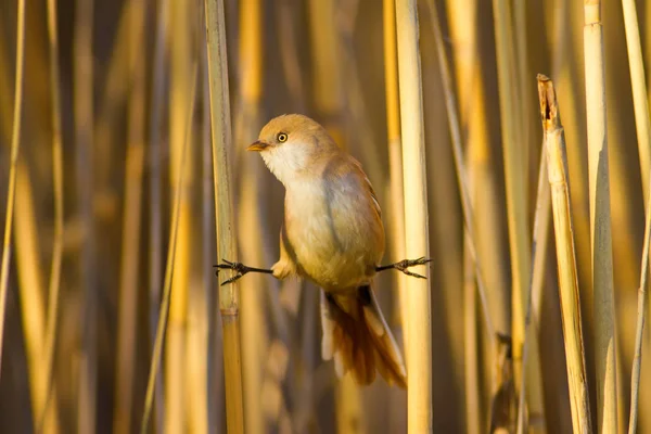 Natuur Vogels Kleurrijke Natuurlijke Achtergrond — Stockfoto