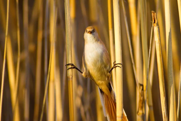 Nature and birds. Colorful natural background.