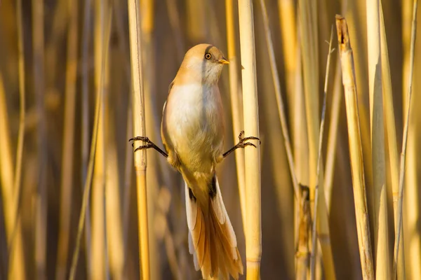 自然と鳥カラフルな自然の背景 — ストック写真