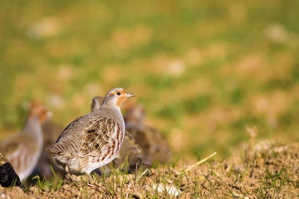 Vahşi kuş kekliği. Doğa geçmişi. Kuş: Gri Partridge Perdix perdix
