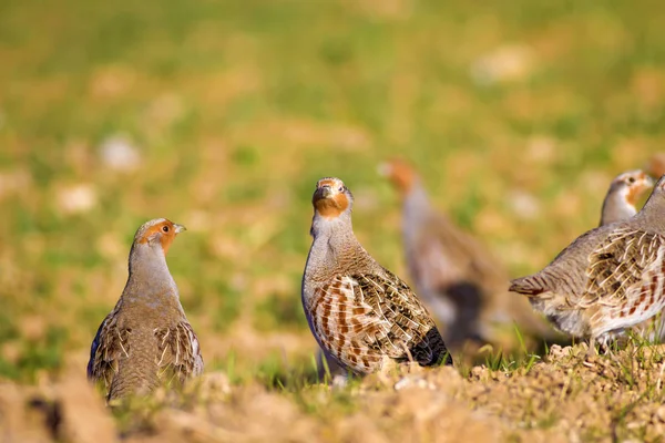 Vahşi kuş kekliği. Doğa geçmişi. Kuş: Gri Partridge Perdix perdix