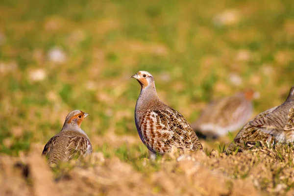 Rapphöna Naturbakgrund Fågel Grå Rapphöna Perdix Perdix — Stockfoto