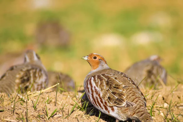 Vahşi kuş kekliği. Doğa geçmişi. Kuş: Gri Partridge Perdix perdix