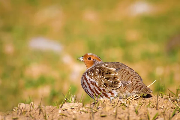 Vahşi kuş kekliği. Doğa geçmişi. Kuş: Gri Partridge Perdix perdix