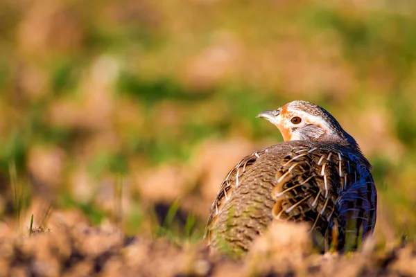Wild Bird Partridge Nature Background Bird Grey Partridge Perdix Perdix — Stock Photo, Image