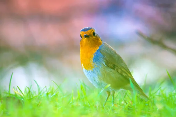 Sıradan Küçük Sevimli Kuş Robin Doğa Arka Planı — Stok fotoğraf