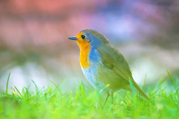 Common Little Cute Bird Robin Nature Background — Stock Photo, Image