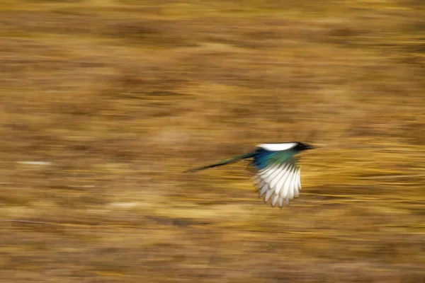 Pájaro Volador Resumen Movimiento Desenfoque Fondo — Foto de Stock